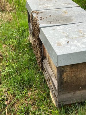 Das Bild zeigt mehrere Bienenbeuten auf einer Wiese